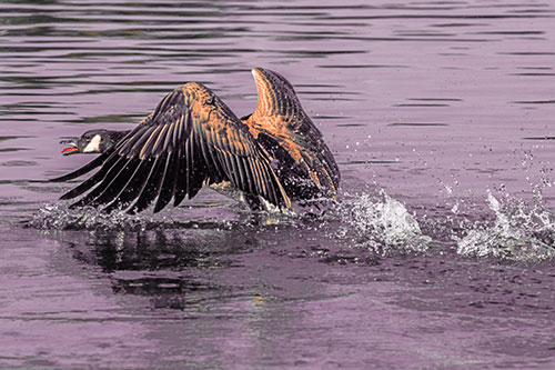 Water Splashing Canadian Goose Taking Flight Off Lake (Red Tint)