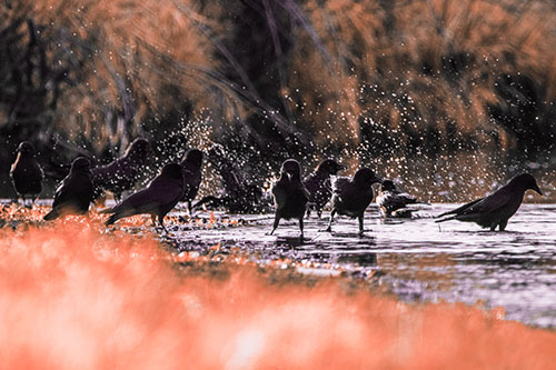 Water Splashing Crows Enjoy Bird Bath Along River Shore (Red Tint Photo)