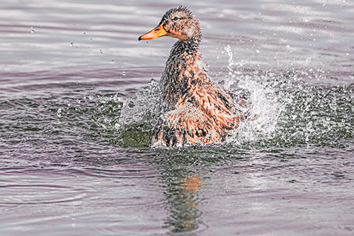 Water Splashing Mallard Duck Taking Bird Bath (Red Tint)