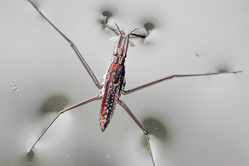 Water Strider Perched Atop Calm River (Red Tint Photo)