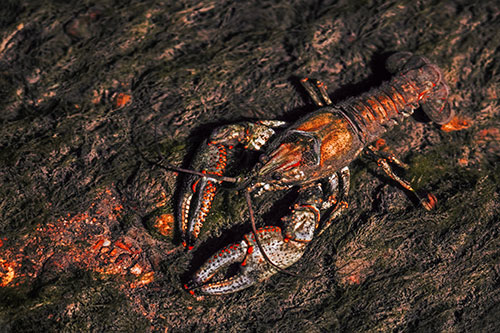 Water Submerged Crayfish Crawling Upstream (Red Tint)