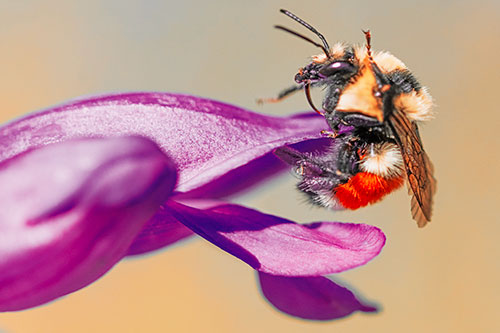 Waving Red Belted Bumble Bee Climbing Flower Petal (Red Tint)