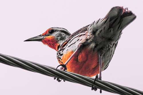 Western Meadowlark Keeping Watch Atop Powerline Wire (Red Tint)