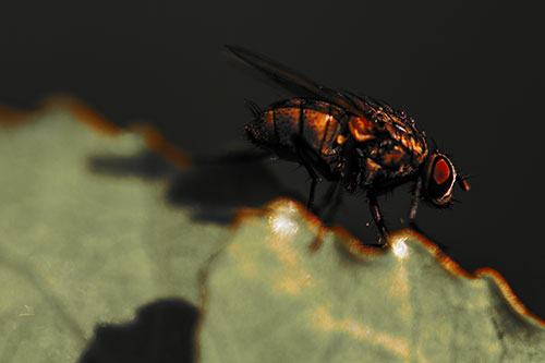 Wet Cluster Fly Walks Along Leaf Rim Edge (Red Tint Photo)