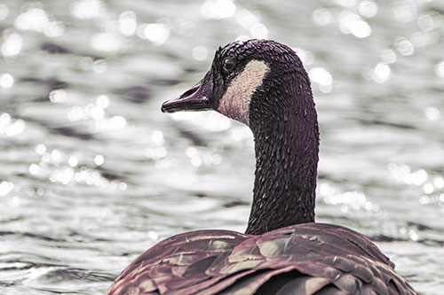 Wet Headed Canadian Goose Among Glistening Water (Red Tint)