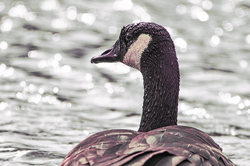 Wet Headed Canadian Goose Among Glistening Water (Red Tint Photo)