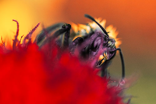 Wet Honey Bee Hiding Among Blanket Flower (Red Tint)