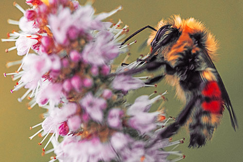 Wet Red Belted Bumble Bee Crawling Up Mentha Longifolia Plant (Red Tint)