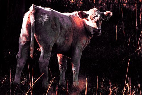 White Cow Calf Looking Backwards (Red Tint Photo)