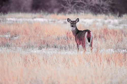 White Tailed Deer Gazing Backwards Among Snowy Field (Red Tint Photo)