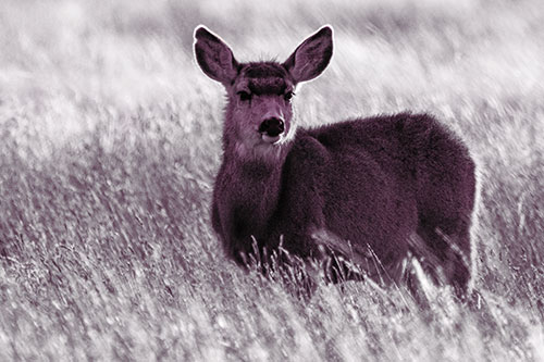 White Tailed Deer Leg Deep Among Grass (Red Tint Photo)