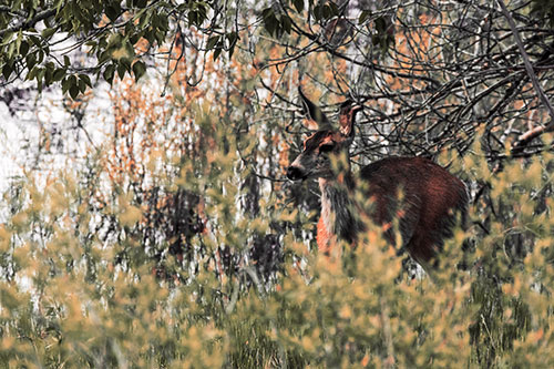 White Tailed Deer Looking Onwards Among Tall Grass (Red Tint Photo)