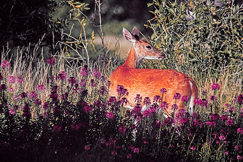 White Tailed Deer Looks Back Among Lily Nile Flowers (Red Tint)