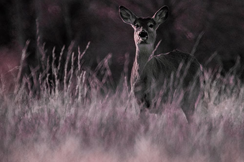 White Tailed Deer Stares Behind Feather Reed Grass (Red Tint Photo)