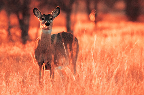White Tailed Deer Watches With Anticipation (Red Tint Photo)