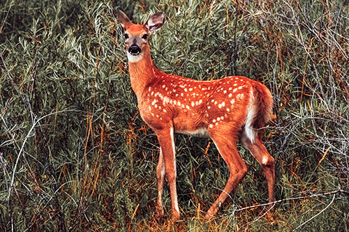 White Tailed Spotted Deer Stands Among Vegetation (Red Tint Photo)