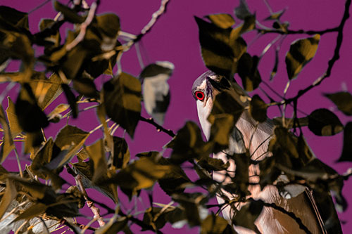 Wide Eyed Black Crowned Night Heron Looking Down From Tree Branch (Red Tint)