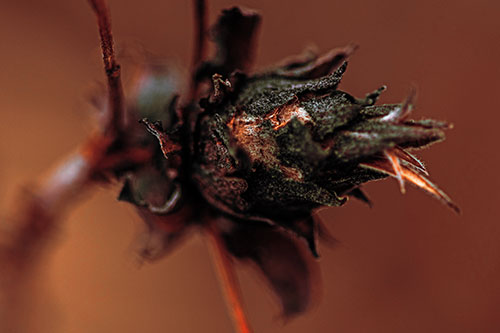 Willow Cone Gall Midge Head Sticking Fuzzy Tongue Out (Red Tint Photo)