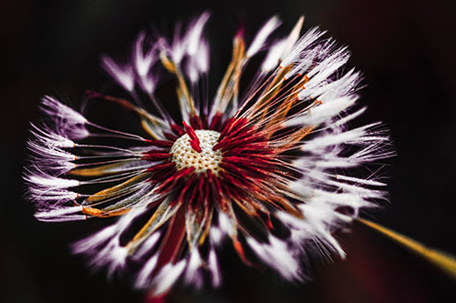 Wind Blowing Partial Puffed Dandelion (Red Tint Photo)