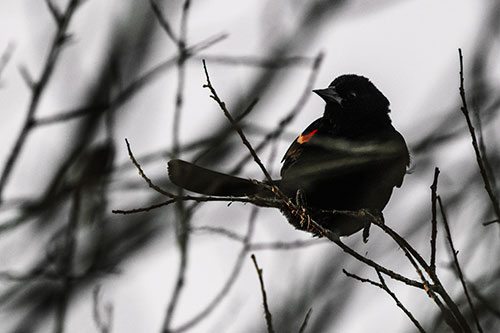 Wind Gust Blows Red Winged Blackbird Atop Tree Branch (Red Tint Photo)