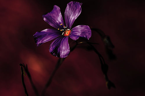 Wind Shaking Flax Flower (Red Tint Photo)