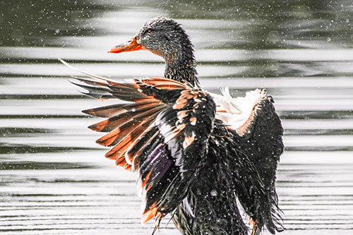 Wing Flapping Mallard Duck Splashing Lake Water (Red Tint)
