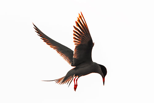 Wing Flapping Tern Eying For Fish Below (Red Tint)