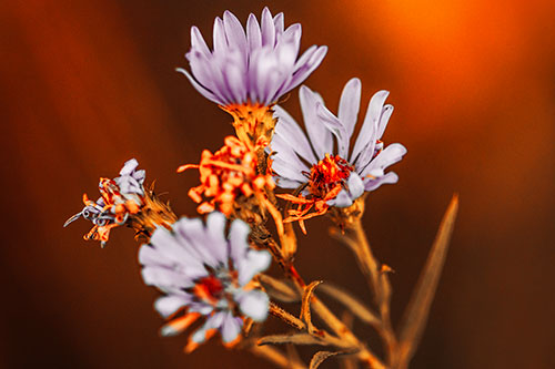 Withering Aster Flowers Decaying Among Sunshine (Red Tint Photo)