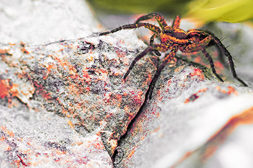 Wolf Spider Crawling Over Cracked Rock Crevice (Red Tint)