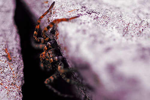 Wolf Spider Peeking Out Rock Crevice (Red Tint)