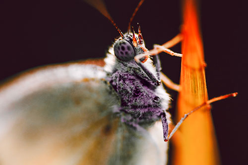 Wood White Butterfly Hugs Grass Blade (Red Tint Photo)