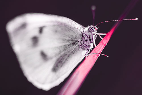 Wood White Butterfly Perched Atop Grass Blade (Red Tint Photo)