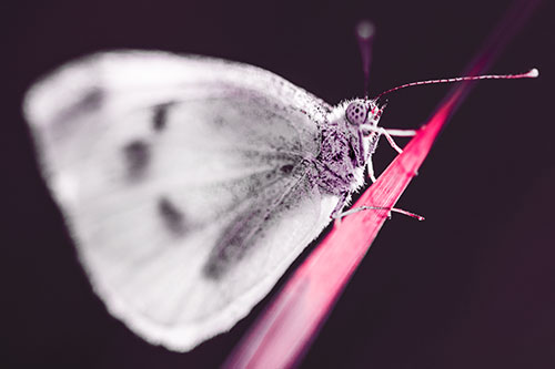 Wood White Butterfly Perched Atop Grass Blade (Red Tint)
