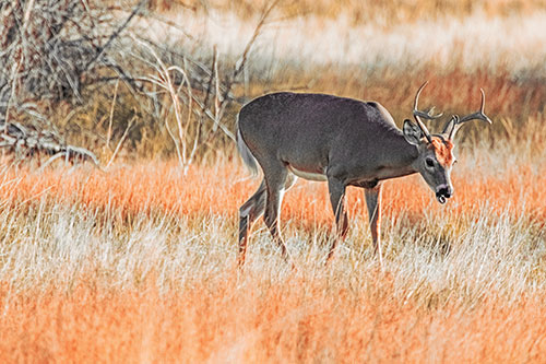 Yawning White Tailed Deer Wanders Among Grass Prairie (Red Tint)