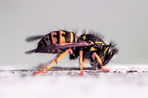 Yellowjacket Wasp Chewing Wood (Red Tint)