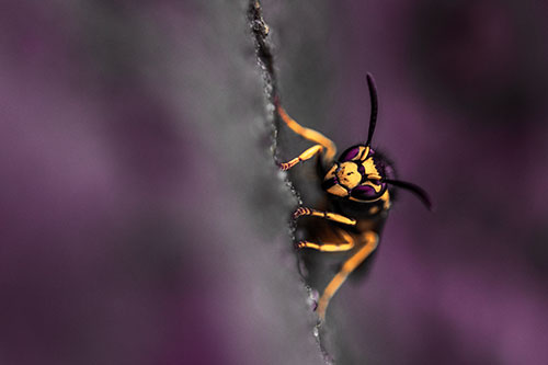 Yellowjacket Wasp Crawling Rock Vertically (Red Tint Photo)