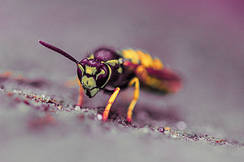 Yellowjacket Wasp Prepares For Flight (Red Tint Photo)