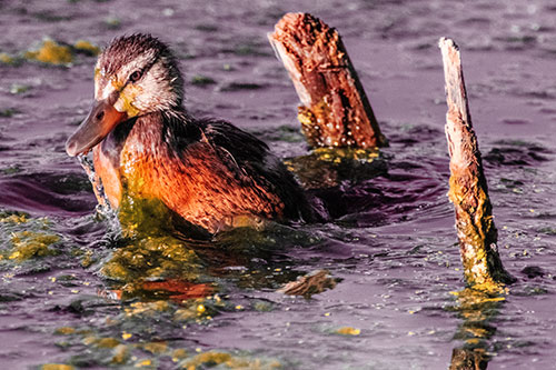 Young Mallard Duckling Playing Among Algae (Red Tint)