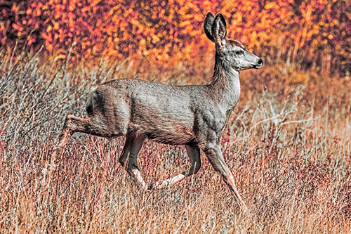 Young Mule Deer Galloping Across Grassland (Red Tint)