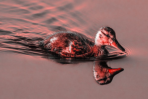 Aging Mallard Duckling Swimming Through Calm Water (Red Tone)