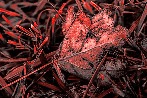Agony Decaying Leaf Face Suffering Among Grass Blades (Red Tone)