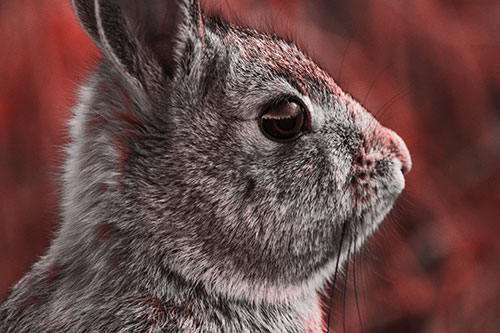 Alert Bunny Rabbit Detects Noise (Red Tone Photo)