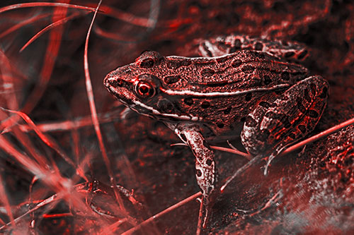 Alert Leopard Frog Prepares To Pounce (Red Tone Photo)