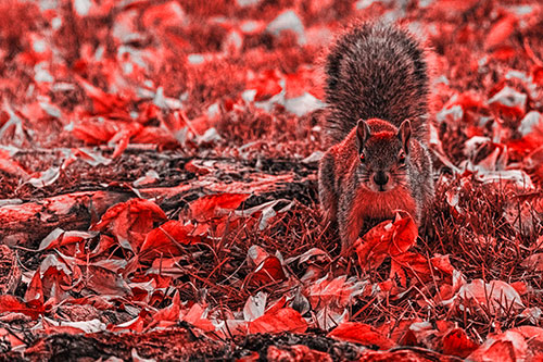 Alert Squirrel Freezes Among Fall Leaves (Red Tone)