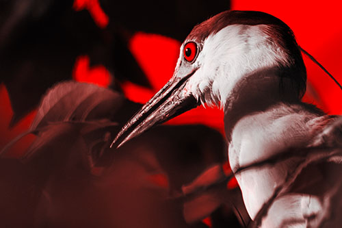 Algae Beak Black Crowned Night Heron (Red Tone Photo)