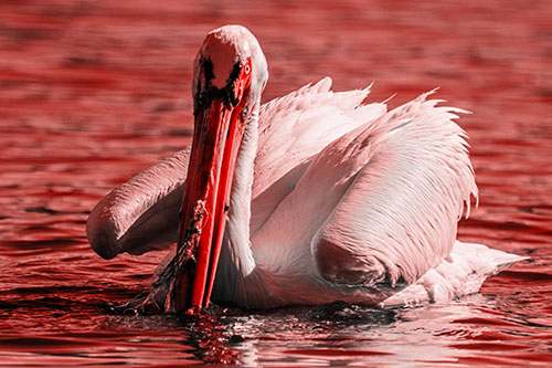 Algae Beaked Pelican Fishes For Salamanders (Red Tone)