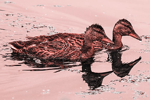 Algae Coated Female Mallard Ducks Swimming In Unison (Red Tone Photo)