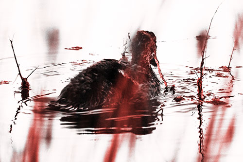Algae Covered Loch Ness Mallard Monster Duck (Red Tone Photo)