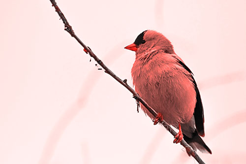 American Goldfinch Perched Along Slanted Branch (Red Tone)