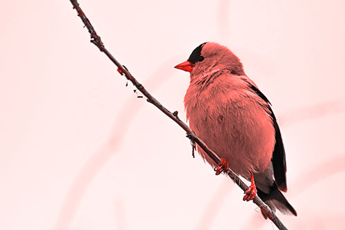 American Goldfinch Perched Along Slanted Branch (Red Tone Photo)